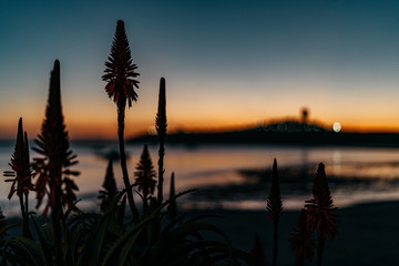 California Flowers in Twilight