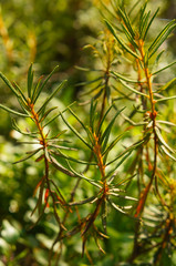 Rhododendron tomentosum or ledum palustre or marsh labrador tea green plant vertcial