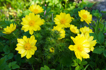 Adonis vernalis or spring pheasant's eye green plant with yellow flowers - obrazy, fototapety, plakaty