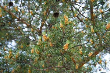 Scots pine or pinus sylvestris tree