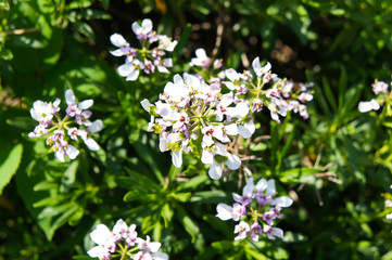 Iberis umbellata or globe candytuft pink flowers