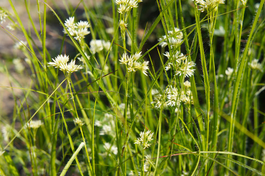 Luzula nivea or snow-white wood-rush green grass 