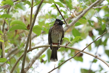 one Red Vented Bulbul bird or one bird sitting on the tree or tree branch on the morning with white background