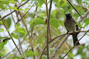 one Red Vented Bulbul bird or one bird sitting on the tree or tree branch on the morning with white background