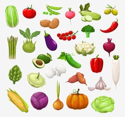 Vector vegetables and salads. Tomato, pepper and broccoli, onion and pea, cabbage and zucchini, chilli, garlic and radish, cauliflower, mushroom and pumpkin, corn, olives, eggplant and avocado