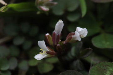 タネツケバナの白い花
