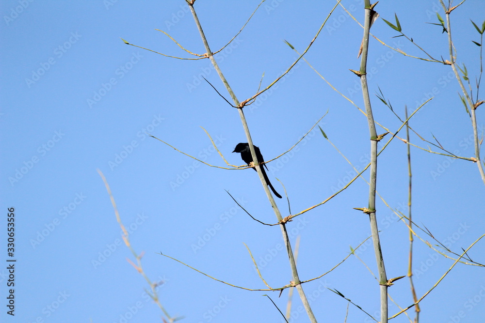 Wall mural black drongo bird with two tails sitting on tree branch on the morning and blue sky on the backgroun