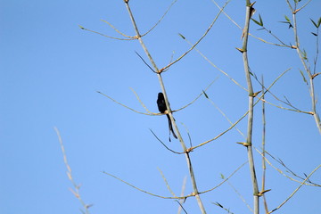 Black Drongo bird with two tails sitting on tree branch on the morning and blue sky on the background