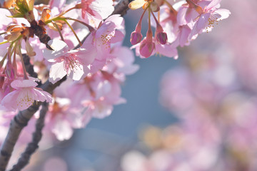 桜の花　青空