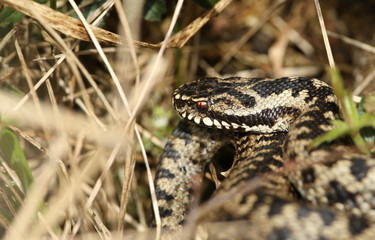 A beautiful Adder, Vipera berus, snake just out of Hibernation basking in the morning sunshine.