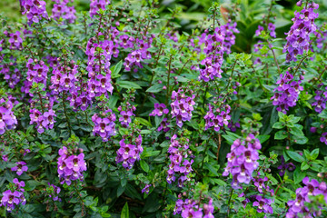 The purple flowers is named angelonia, angel mist, monkey face, purple angelonia, summer snapdragon, willowleaf angelon and angelon. This flower scientific name is Angelonia salicariifolia.