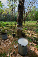 Latex from rubber trees collected in a vessel for processing and making rubber and rubber products.