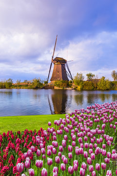 Windmills and flowers in Netherlands © Nikolai Sorokin