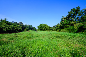 A beautiful view of wetlands from Kerala, India