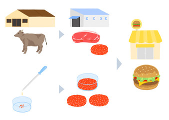 畜肉と培養肉の製造過程　イメージ