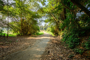 A beautiful view of village road from Kerala, India