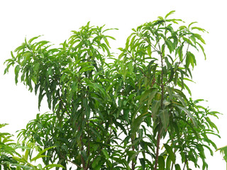 Mango twigs and leaves isolated on white background, Clipping path.