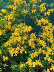 bush of spring blooming yellow rhododendrons on a blurry background