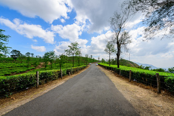 Beautiful view of tea plantation in Vagamon, Kerala, India.