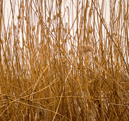 Dry yellow bulrush as a background