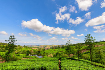 Beautiful view of tea plantation in Vagamon, Kerala, India.