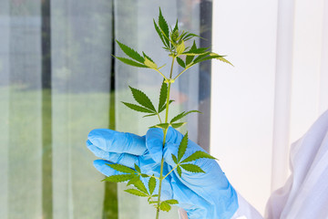 Doctor's hands in blue medical gloves hold branch branch cannabis with green leaves, marijuana for...