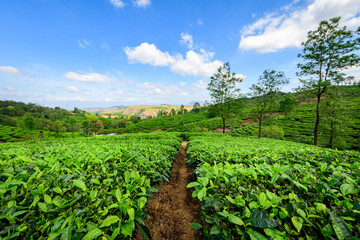 Fototapeta na wymiar Beautiful view of tea plantation in Vagamon, Kerala, India.