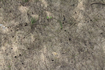 Small dried pine cones on beach.