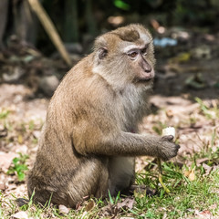 Naklejka na ściany i meble An adult monkey with a banana in its paw