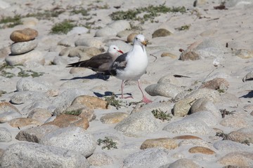 Two Sea Gulls on a Rock