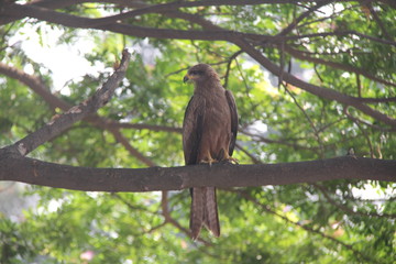 Naklejka na ściany i meble Bird Photo - Kite on a Tree Near View