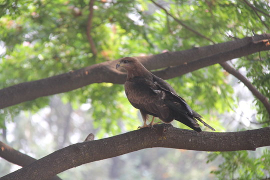Bird Photo - Kite on a Tree