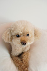 カメラ目線のトイプードル