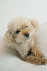 上を見上げるトイプードル