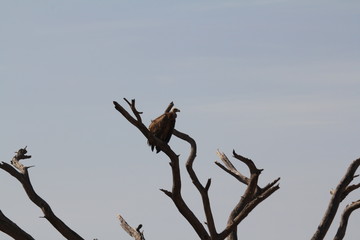 Cape Vulture Sitting on Dry Tree Branch