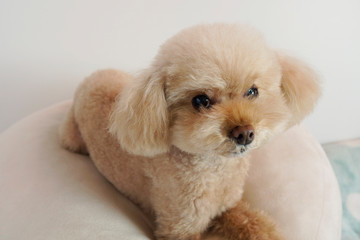 考えるトイプードル