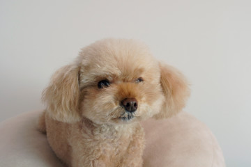 おとなしいトイプードル