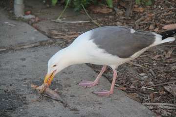 Obraz premium Sea Gull Eating Fish on Road