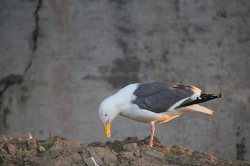 Sea Gull Looking for Food