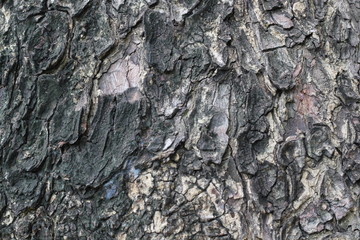  Pattern of the surface of the tree trunk