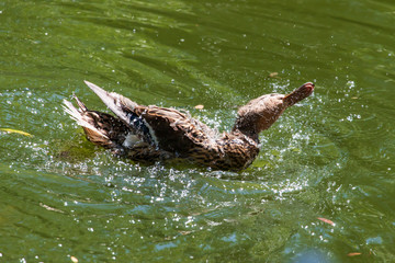 wild duck swimming in the water