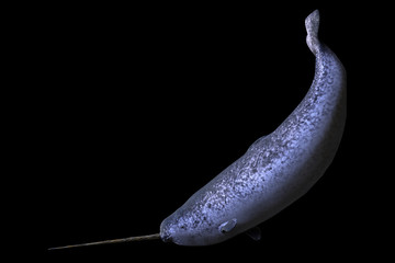 Narwhal, Monodon monoceros isolated on black background © dottedyeti