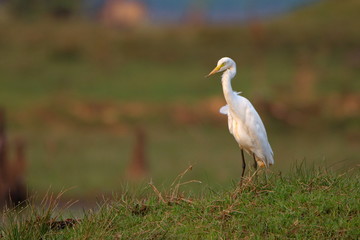 Egret
