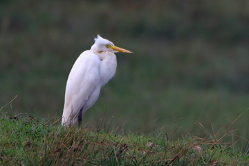 Egret