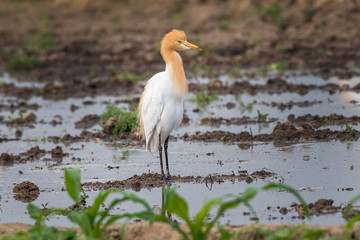 Cattle egret walking in the field