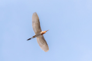 Egrets flying under the blue sky