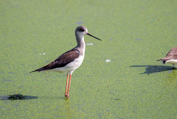 Close up Black Winged Stilt Standing in The Swamp