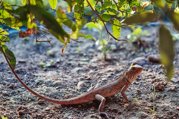 lizard