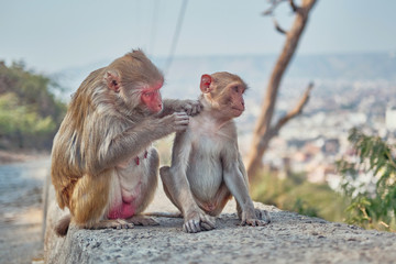 monkey care