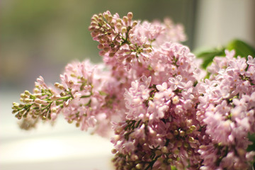  Spring background, branches of a blossoming lilac